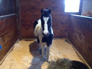 My buddy, Ross, the pony!! 