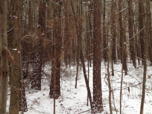 Winter scene on land I hope to soon take care of (because really, do any of us really own the land we live on?)