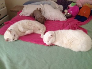 My BonkMan (aka Bonkers) and the diva, Max. They fight when awake, so this picture was particularly endearing to me to capture.