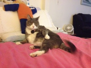 My Sebastian....when he sits like that, it's everything I can do to not reach over and poke him in the belly! 