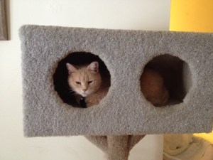 Just when I wondered whether I should keep my cat condo, this happened.  <3 HoneyBun!