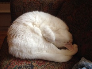 Max, my diva....sleeps