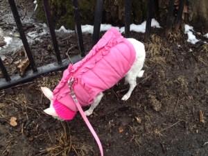 All bundled up for the first walk of spring -a sweater, a jacket and a scarf! I <3 Osito.