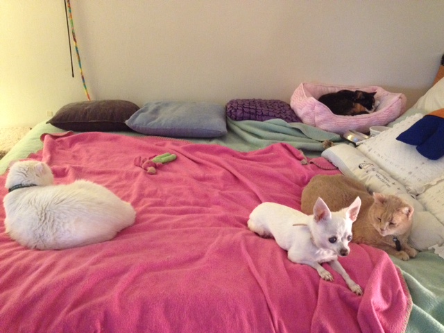 Four of my inspirations...Bonkers, Osito, HoneyBun, and Callie in the back.