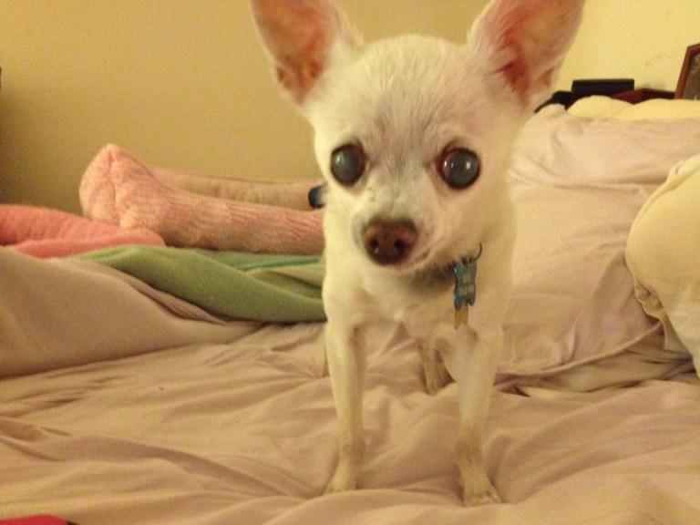 This face...how can you NOT love this face??!! I took this last night as she was getting ready for bed. She sleeps right next to me.