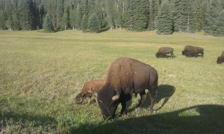 Yes, those are bison. Yes, that is a cute little baby bison! And yes, they were THAT close to my car!
