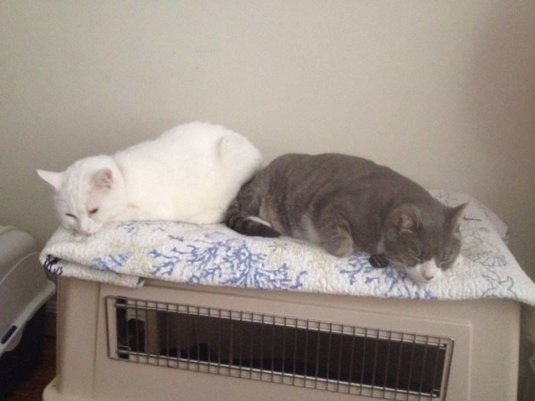 10407866_10152806057864930_359582748263070312_n (1)