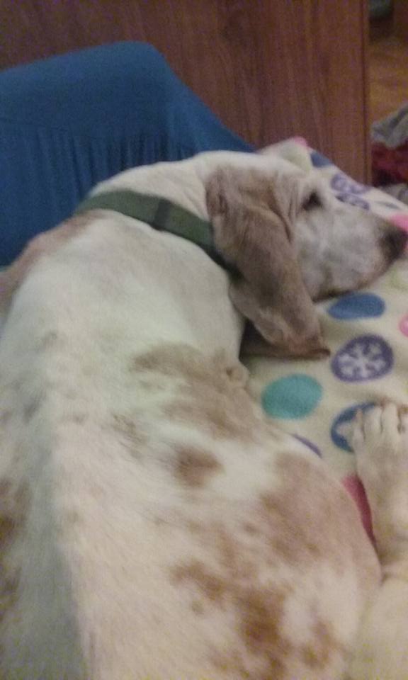 11224567_10153443267484930_5648769555627230929_n