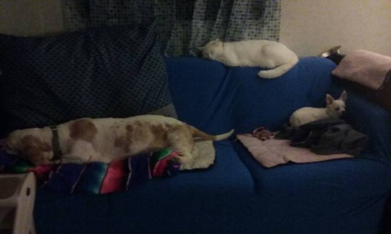 12079499_10153450187294930_2904365319172597007_n