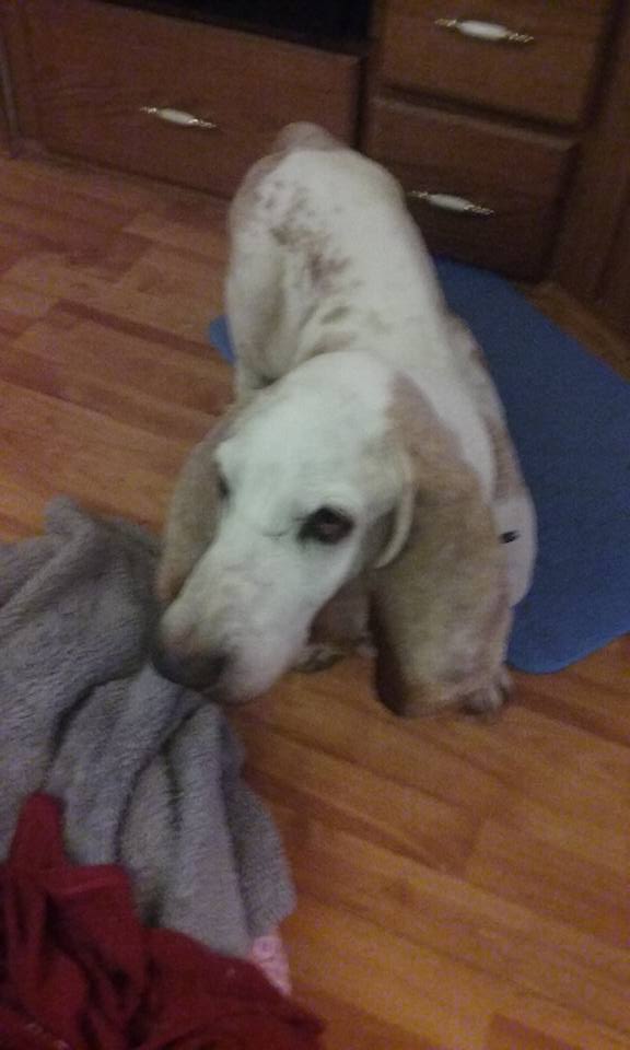 12119005_10153443246244930_2272871087139841086_n