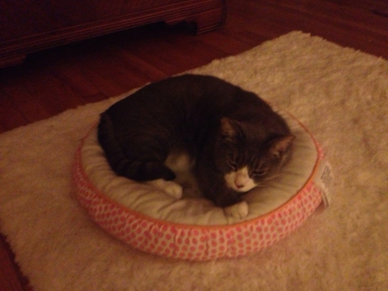 Ah Sebastian....this was him sleeping on the dog's bed. Osito was about 1/3 his size, by the way. That didn't stop him from seeking out really comfy spots on which to sleep.