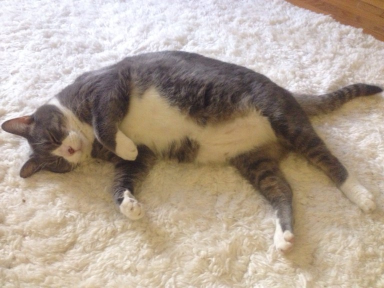 Whenever I saw Sebastian sitting like this, I just wanted to go "bonk!" on his tummy. :-)