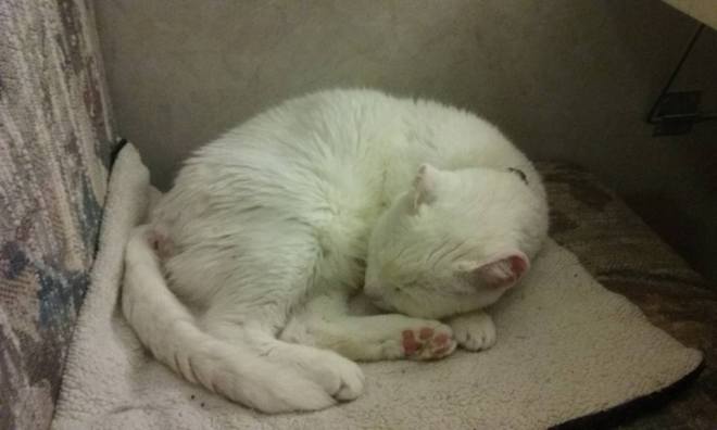 My "Bonkie" (short for Bonkers). He is 14 and was my foster failure. We were only supposed to be together for two days. :-)