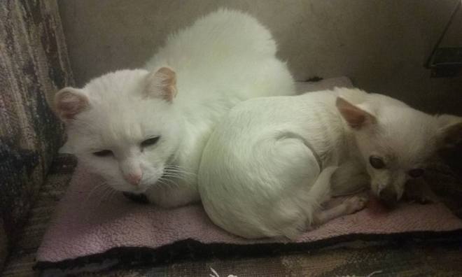 Bonkers and Osito - my two oldest. They are both 14. Of course, right after this photo was taken, they separated, but I couldn't believe my eyes when Osito sought him out and laid down to snuggle. 
