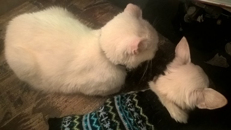 WP_20151222_18_40_13_Pro