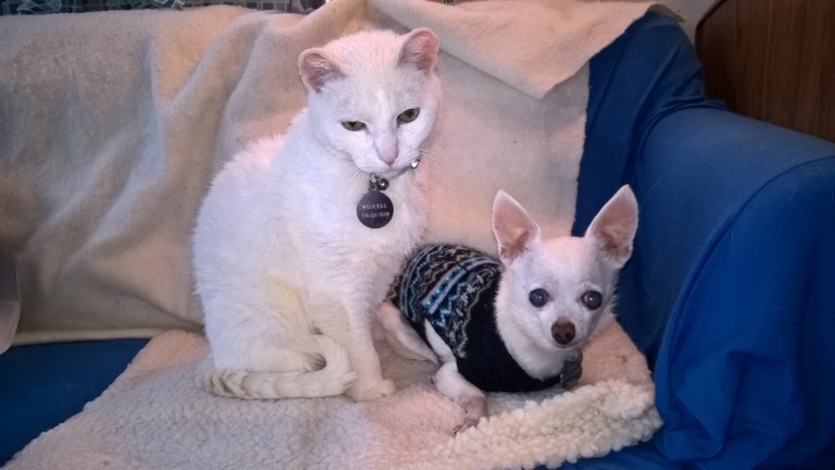 WP_20160110_09_32_46_Pro