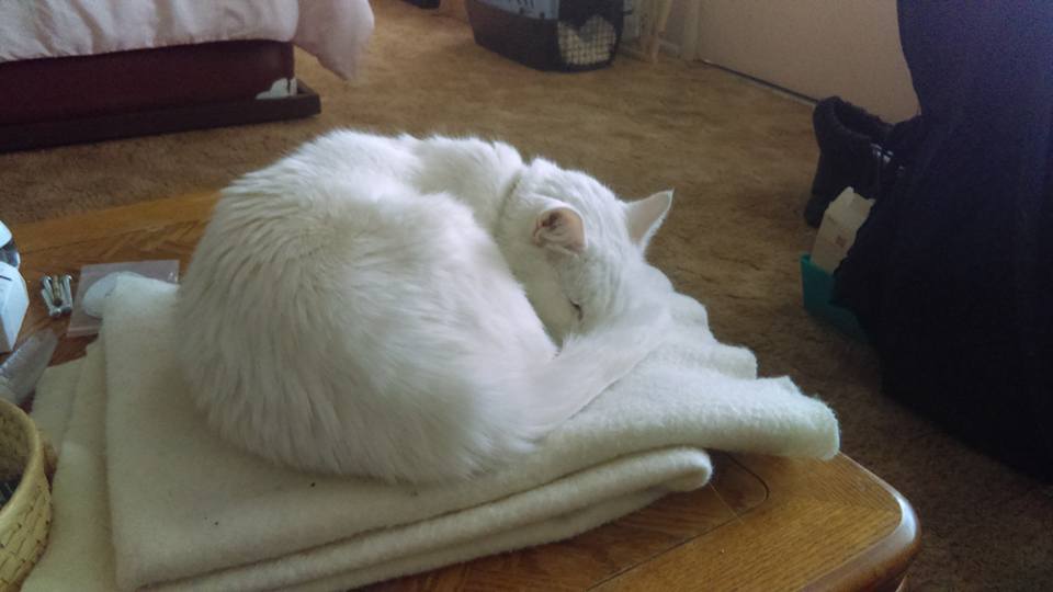 12985426_10153862901499930_3179864998481343163_n