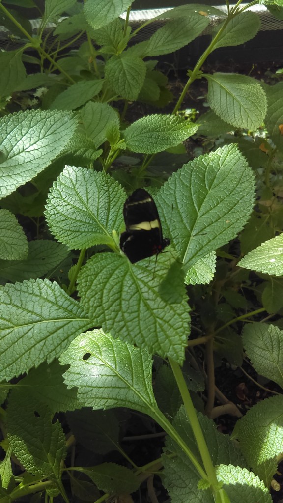 Look close - do you see the butterfly hiding among the leaves?