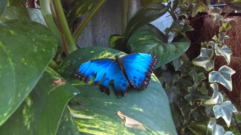 Blue butterflies always catch my attention. 