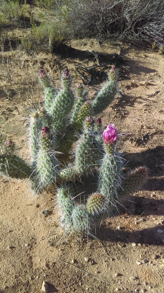Cactuses are starting to bloom near where I live. After visiting the botanical garden, I'm more aware of them.