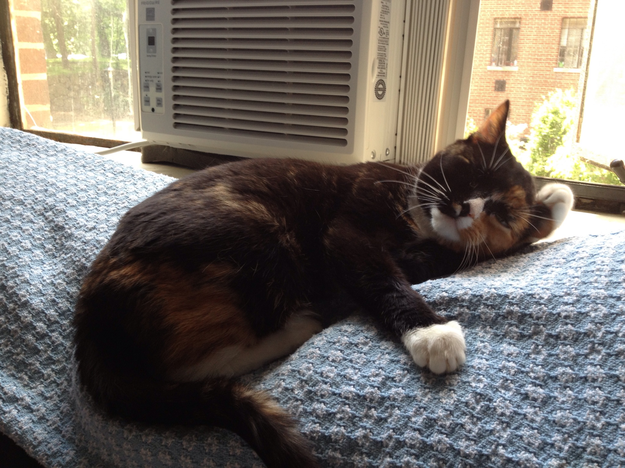 1006624_10151500320534930_121503614_o