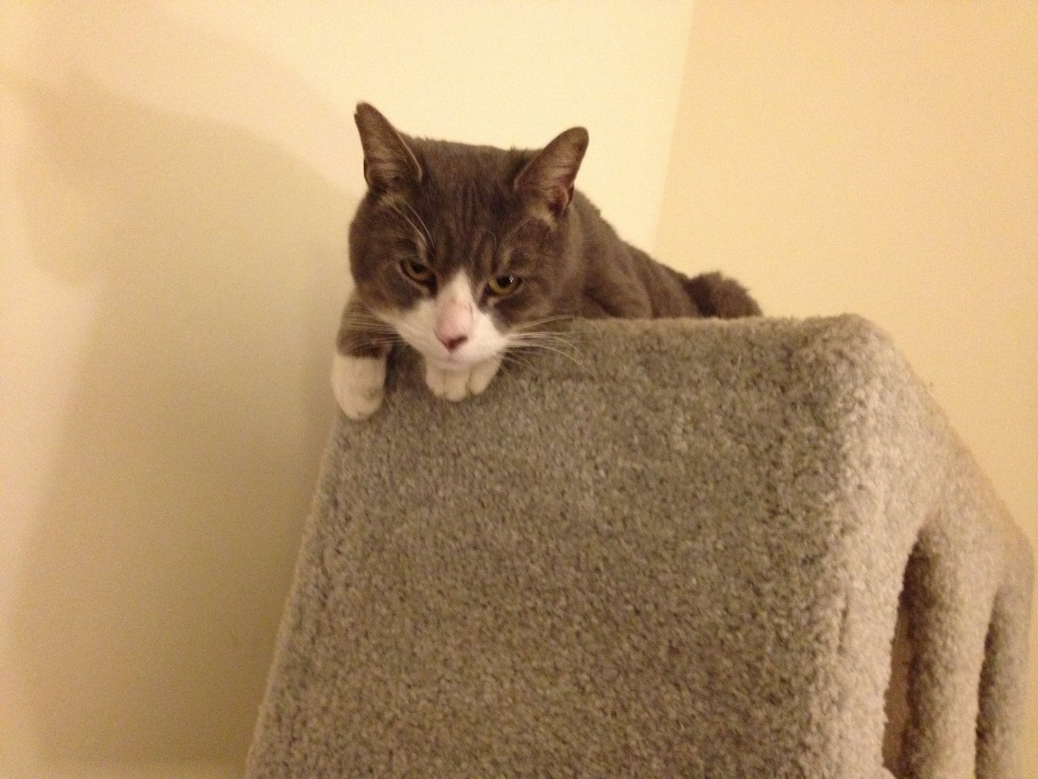 10845656_10153078646424930_9163160808919443450_o