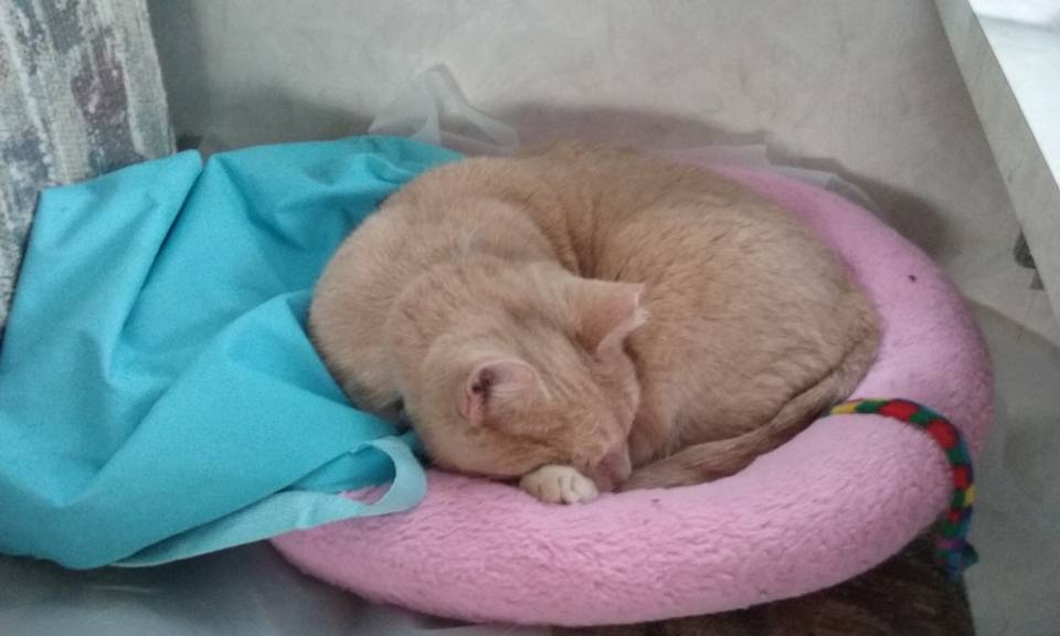 12088447_10153467454664930_6613636521690930191_n