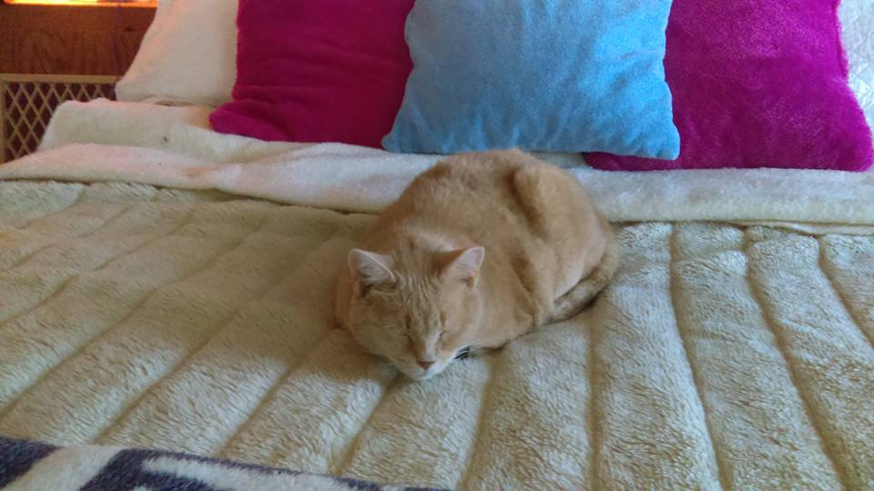 13100716_10153880293669930_8831779144980748478_n (1)