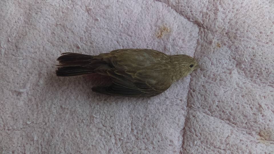 14080001_10154173687084930_8639474599137396149_n