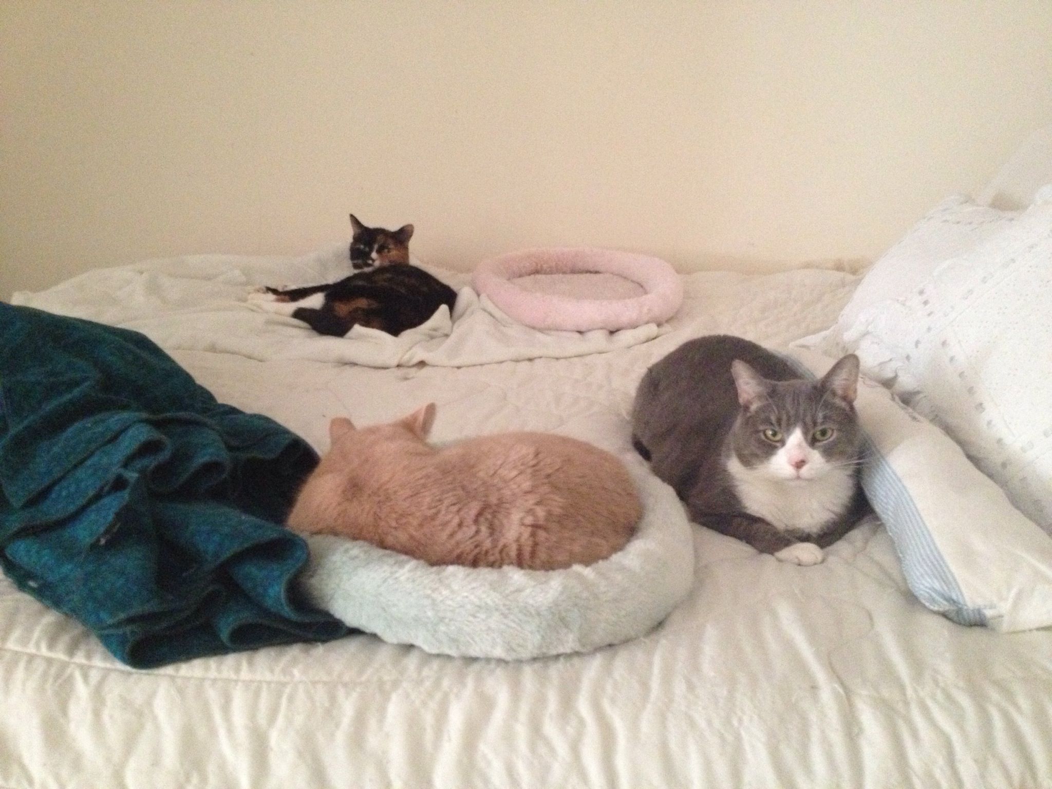 567234_10151257936274930_913391338_o