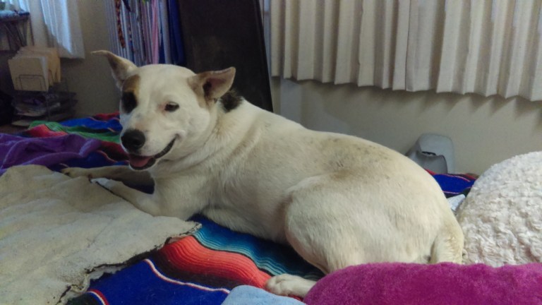 Isn't she a cutie?? Her name is Morgan - this was taken on her first overnight visit with us.