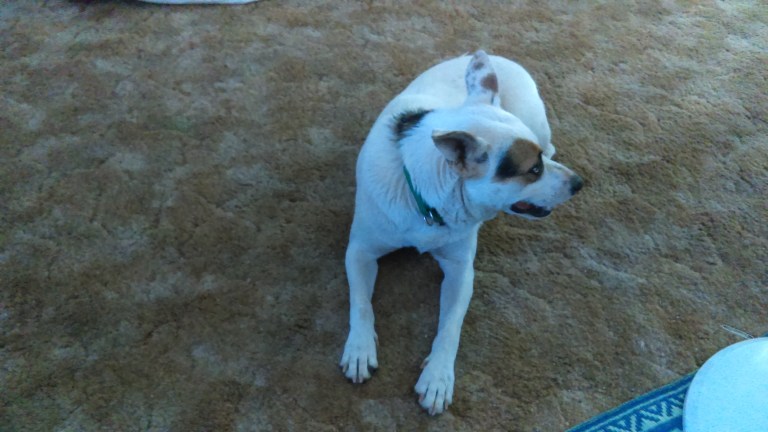 Morgan, sitting near me, even though she had a comfy blanket just a few feet away. 