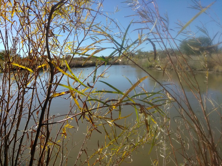 One of the ponds near the Rio Grande River - at the Alameda open space area.
