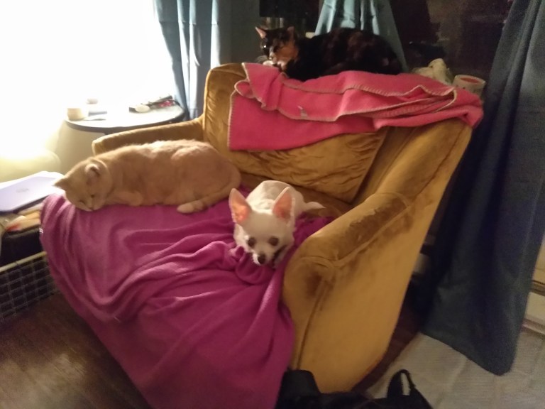 the chair, obviously a big hit, but it's getting kind of crowded!!