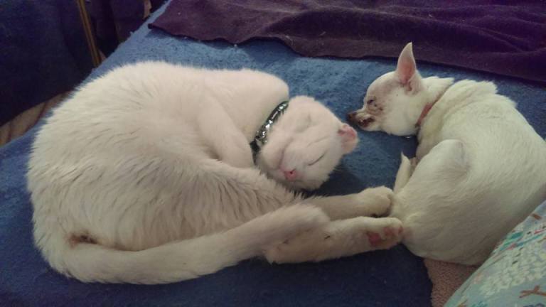 12661903_10153665654774930_3586652172348026348_n