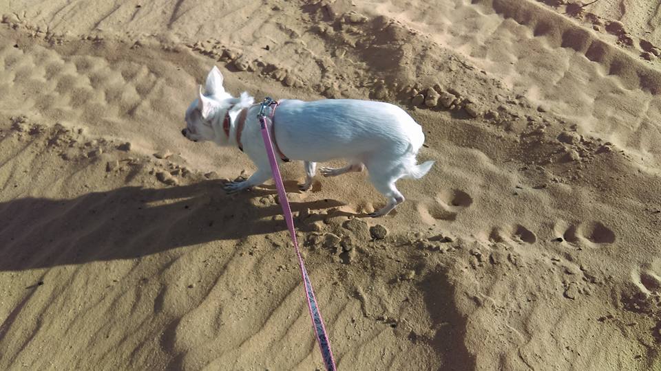 12814809_10153759466599930_6473658405537564723_n