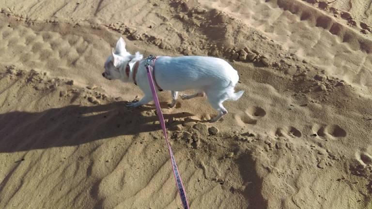 12814809_10153759466599930_6473658405537564723_n