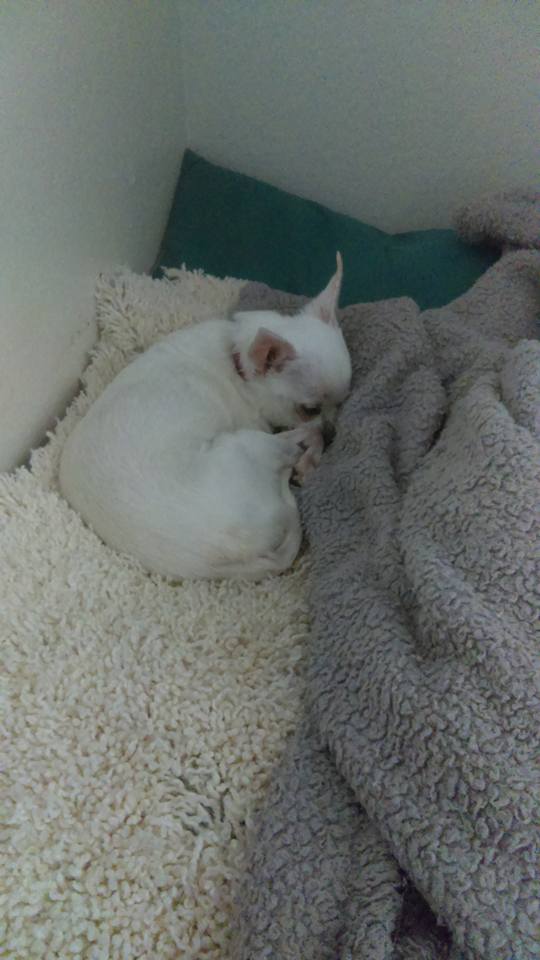 13879258_10154137096034930_3195840968201711927_n