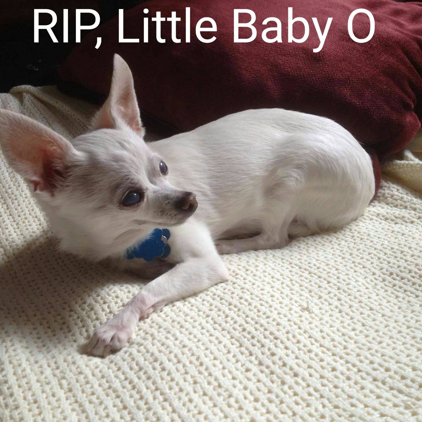 17436096_10154809315754930_3801261957445801897_o