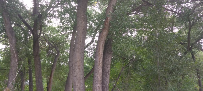 Reconnecting to Nature:  Take a Field&nbsp;Trip