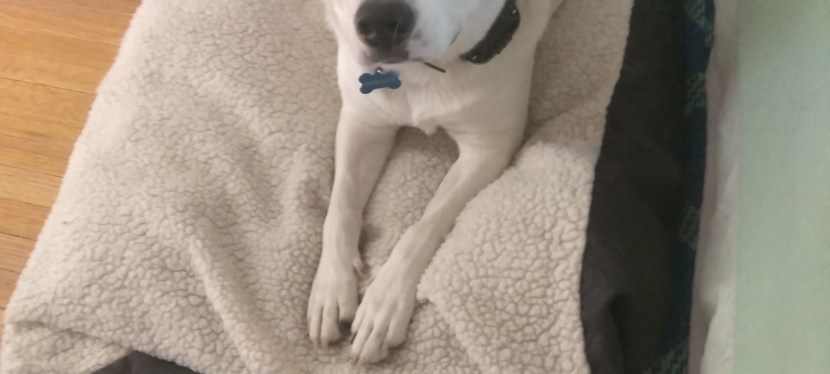 Low-Cost Animal Healthcare&nbsp;Options