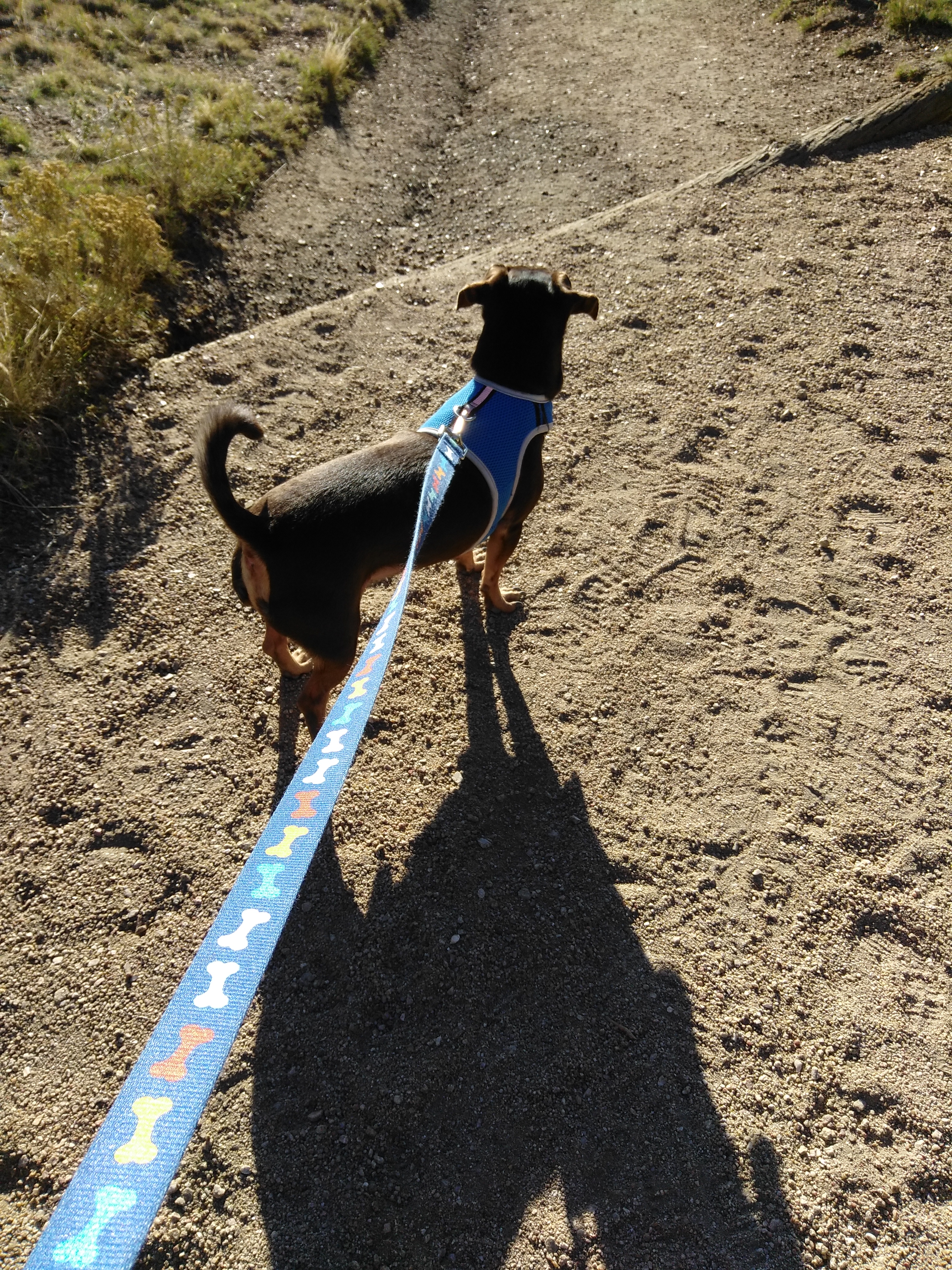 snuggles profile.jpg