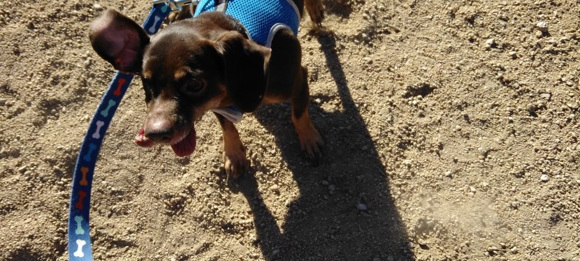 Comforting animals at the end:  a plea for&nbsp;them