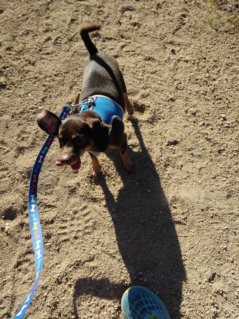 snuggles shaking.jpg