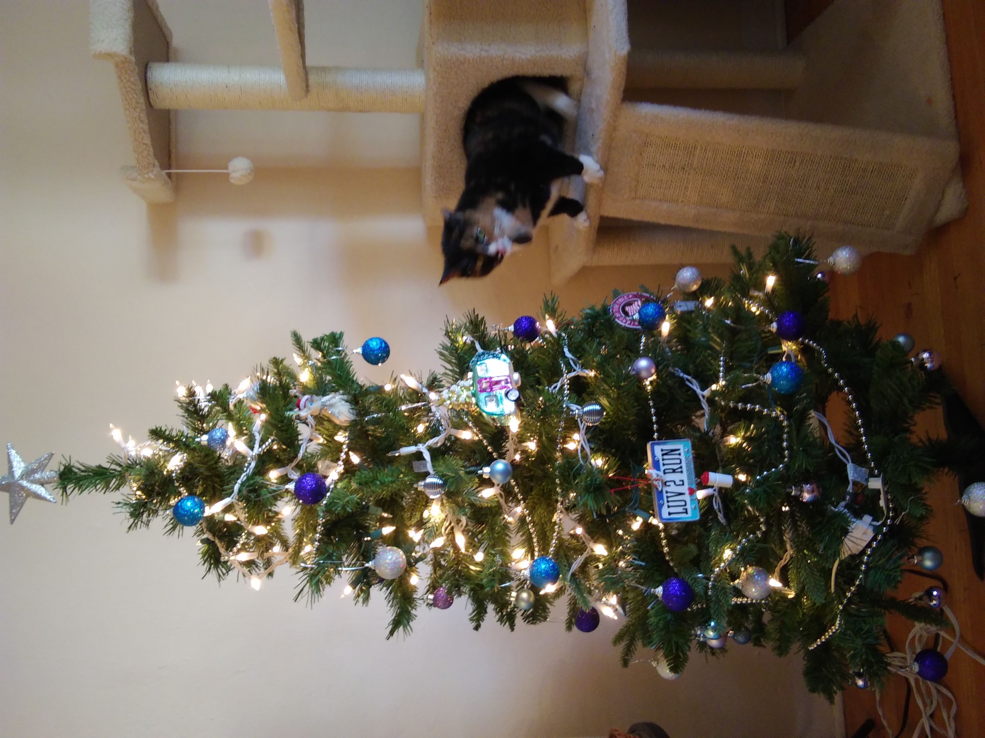 callie and tree.jpg