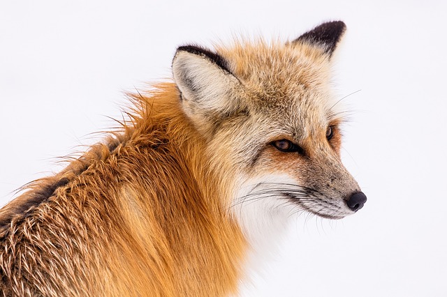 red-fox-2230731_640.jpg