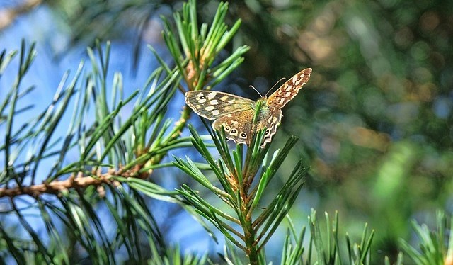 All I want (Read: Inner&nbsp;Conflict)