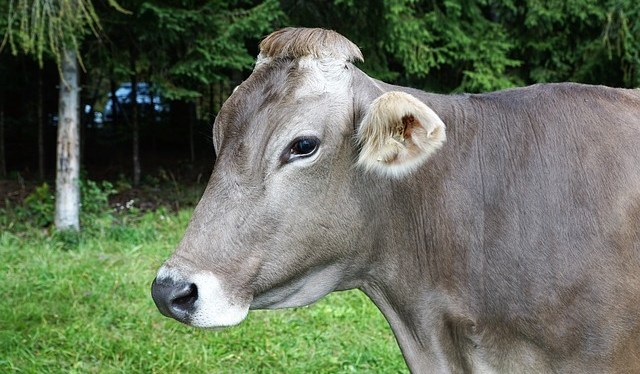 On Sharing, Being Awake, and Vegan Dog&nbsp;Food