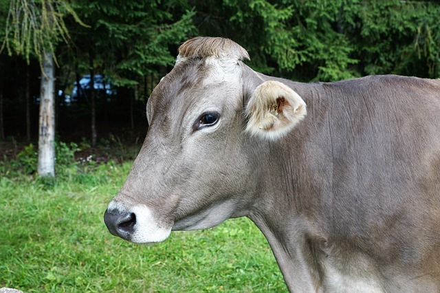 cow-2877741_640.jpg