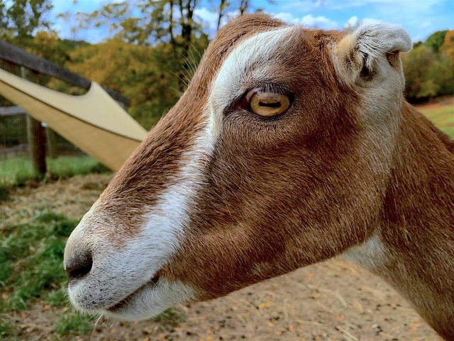 goat-1749058_640.jpg